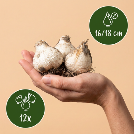 12x Allium Mount Everest - Zierlauch - Weiß - Sommerblüher - Zwiebelgröße 16/18