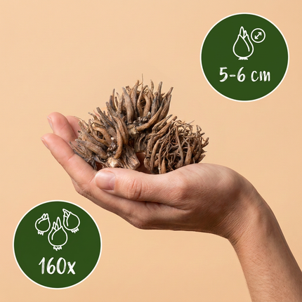 160x Ranunculus Mix – Ranunkel-Mix – Verschiedene – Sommerblüher – Zwiebelgröße 5/6