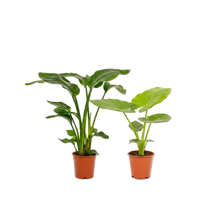 Strelitzia Nicolai - Ø19cm - ↕85cm + Alocasia Macrorrhiza - Ø19cm - ↕70cm - 2 planten