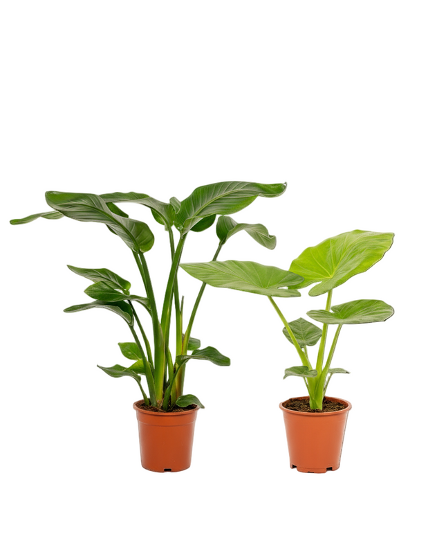 Strelitzia Nicolai - Ø19cm - ↕85cm + Alocasia Macrorrhiza - Ø19cm - ↕70cm - 2 planten