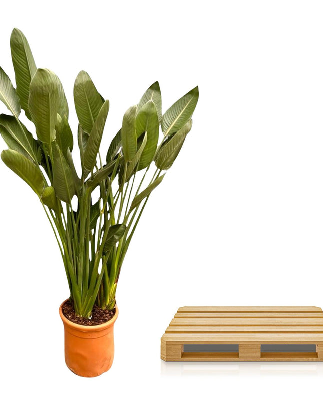 Strelitzia Reginae XXL - 200cm - ø50