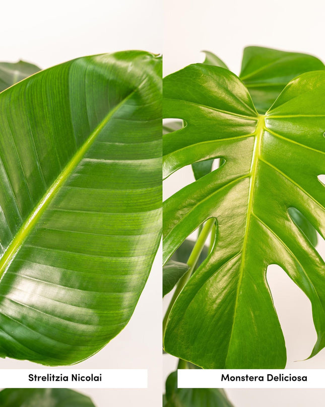 Strelitzia Nicolai - Ø19cm - ↕85cm + Monstera Deliciosa - Ø21cm - ↕75cm - 2 planten