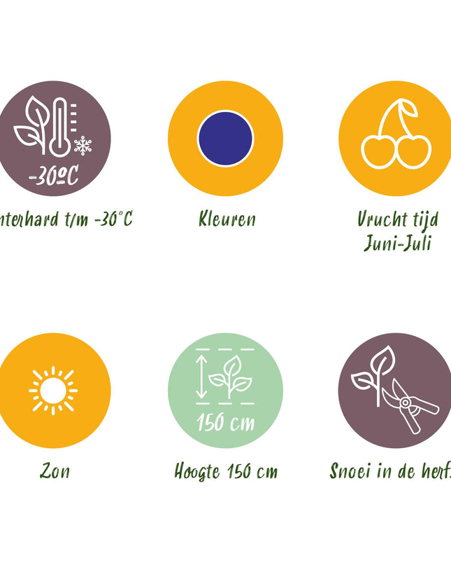 Honeyberry Fruit Plants - 6 Plants - Lonicera caerulea Kamtschatica - Hardy in Winter - Pot 9 cm - Blue Berry