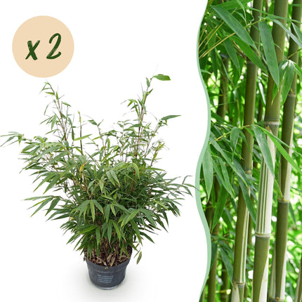 Fargesia robusta Pingwu - Bambú No Invasivo - Perenne - Verde - 2 Plantas - Maceta 23 cm - Altura 80 cm