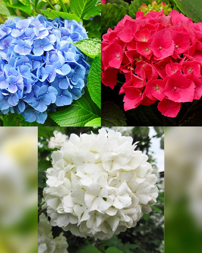 Hortensia - Hydrangea macrophylla Tricolour - Bloem Blauw, Roze en Wit  - 3 Planten - Bladverliezend - Weinig Onderhoud - Pot 17cm Hoogte 30cm