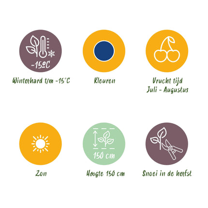 Piante di Mirtillo - 6 Piante - Vaccinium corymbossum Bluegold - Resistente all'Inverno - Vaso 9 cm - Mirtillo