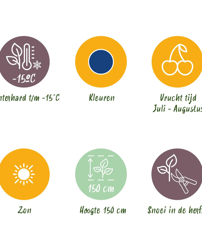 Piante di Mirtillo - 6 Piante - Vaccinium corymbossum Bluegold - Resistente all'Inverno - Vaso 9 cm - Mirtillo