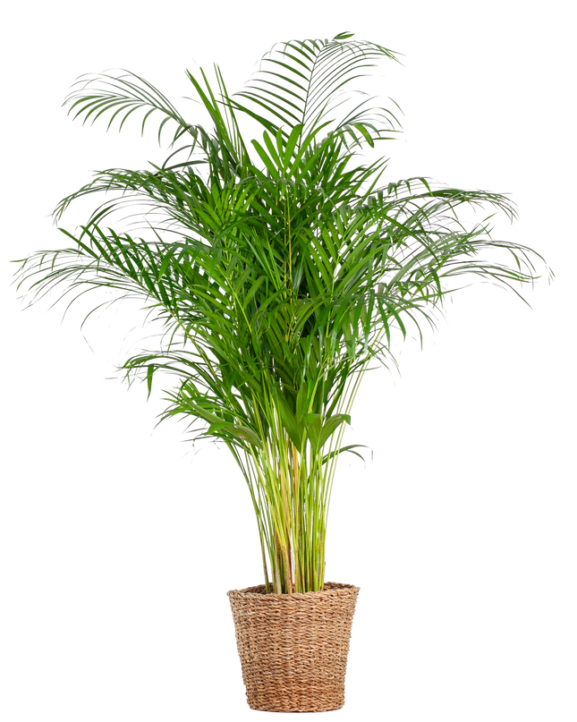 Areca Palm (dypsis) XL met mand Torun - 120cm - Ø24