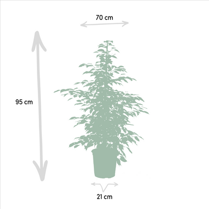 Ficus Benjamina Danielle - Ø21cm - ↕95cm + Ficus Benjamina Twilight - Ø21cm - ↕95cm + Ficus Microcarpa Moclame - Ø21cm - ↕95cm - 3 planten