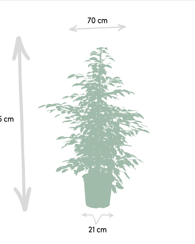 Ficus Benjamina Danielle - Ø21cm - ↕95cm + Ficus Benjamina Twilight - Ø21cm - ↕95cm + Ficus Microcarpa Moclame - Ø21cm - ↕95cm - 3 planten