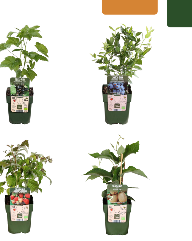Mix di piante da frutto BIO 4 pezzi - Lampone/Mirtillo/Kiwi/Mora