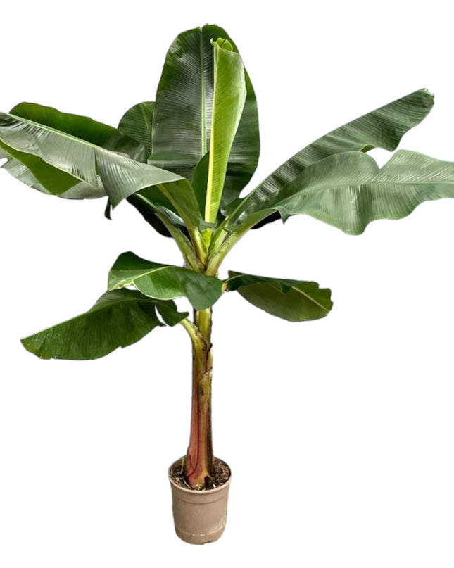 Bananenplant (Musa) - ↕ 200 cm - ø30