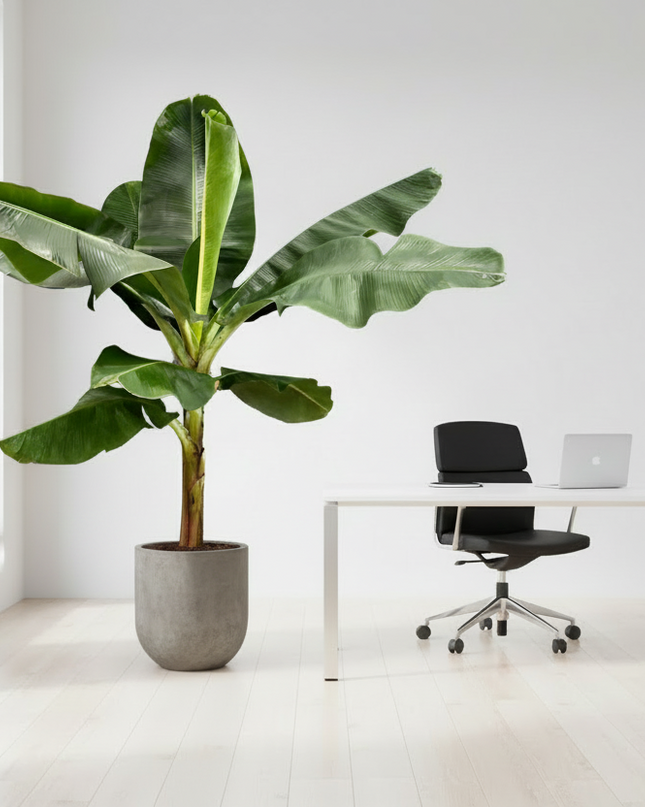 Bananenplant (Musa) - ↕ 220 cm - ø45