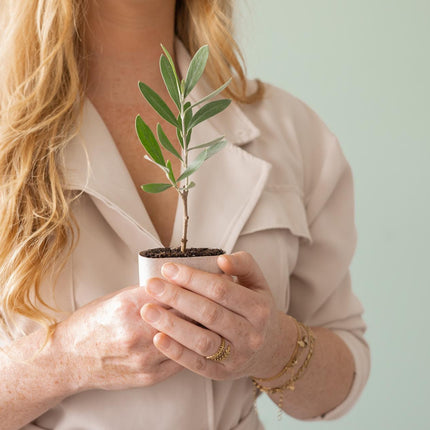 Mini Olijfboom - Brievenbuscadeau