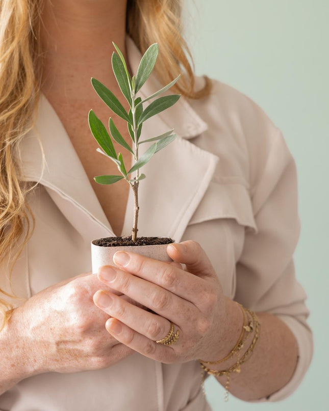 Mini Olijfboom - Brievenbuscadeau