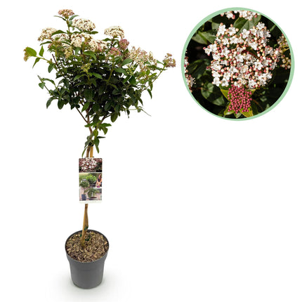 Viburno tinus - Sempreverde - Resistente all'inverno - Fiore bianco-rosa - Vaso 19 cm Altezza 90 cm