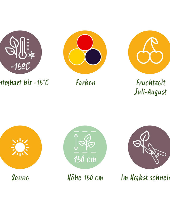 Fruit plants 6 pieces - Three-colored - Red Currant - Yellow Raspberry - Black Blackberry - Pot 9cm