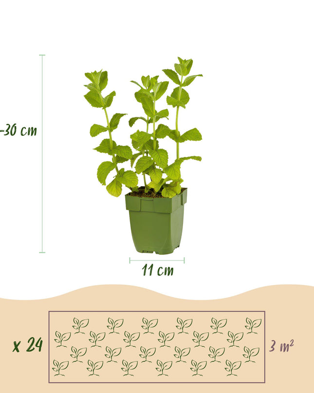 Green boutiQ - Borderpaket - Tee Kräuter - 24 Stauden - 3 m2 - Verschiedene Farben - Wenig Pflege - Topf 11cm