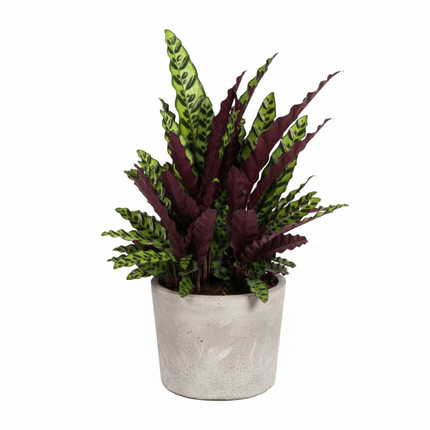 Calathea Lancifolia - Ø27cm - ↕70cm