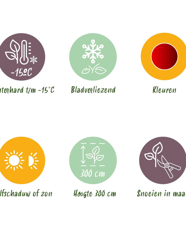 Japanse Esdoorn - Acer palmatum Sumi-nagashi - Rood - 1 Plant - Bladverliezend - Pot 19cm Hoogte 70cm