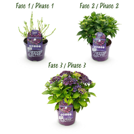 Hortensia Paars - Hydrangea Forever & Ever  - 2 Planten - Pot 23cm Hoogte 55cm