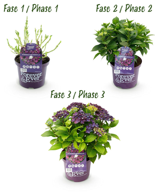 Hortensia morada - Hydrangea Forever & Ever - 2 plantas - Maceta de 23 cm - Altura 55 cm