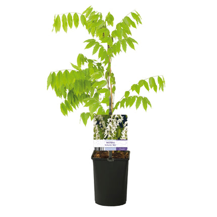 Blauwe regen - Wisteria floribunda Alba - Bloem Wit  - 1 plant - Pot 11cm Hoogte 40cm