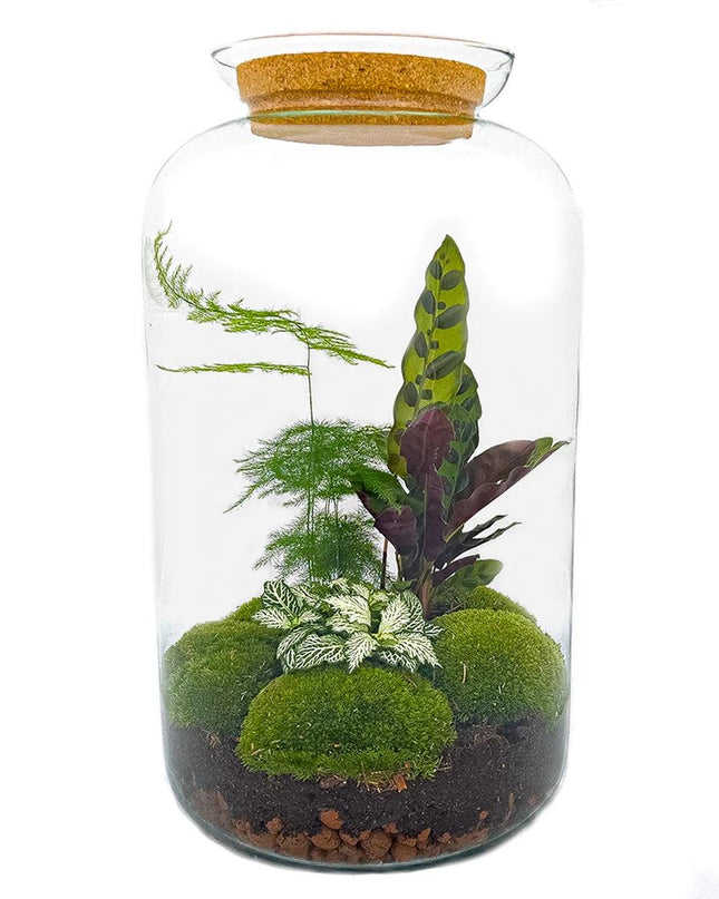 DIY Planten terrarium met licht - Sven XL Botanical - Ø 23 cm ↕ 43 cm - Rake + Shovel + Tweezer + Scissors