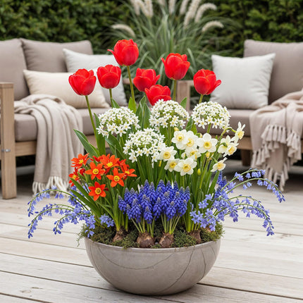 Bloembollen uit Nederland - Diversen Kleuren - 125 stuks - Gift Verpakking