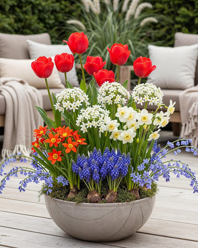 Bloembollen uit Nederland - Diversen Kleuren - 125 stuks - Gift Verpakking