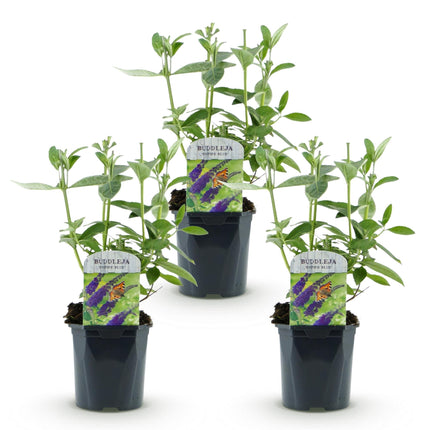 Arbuste à papillons bleu - 3 plantes - Buddleja davidii Empire Blue - Rustique - Pot 17cm - Hauteur 45cm