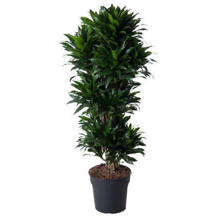 Dracaena Compacta innestata - 140 cm - ø31