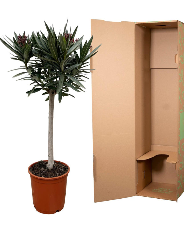 Nerium Oleander op stam met witte bloem - 90cm - Ø19