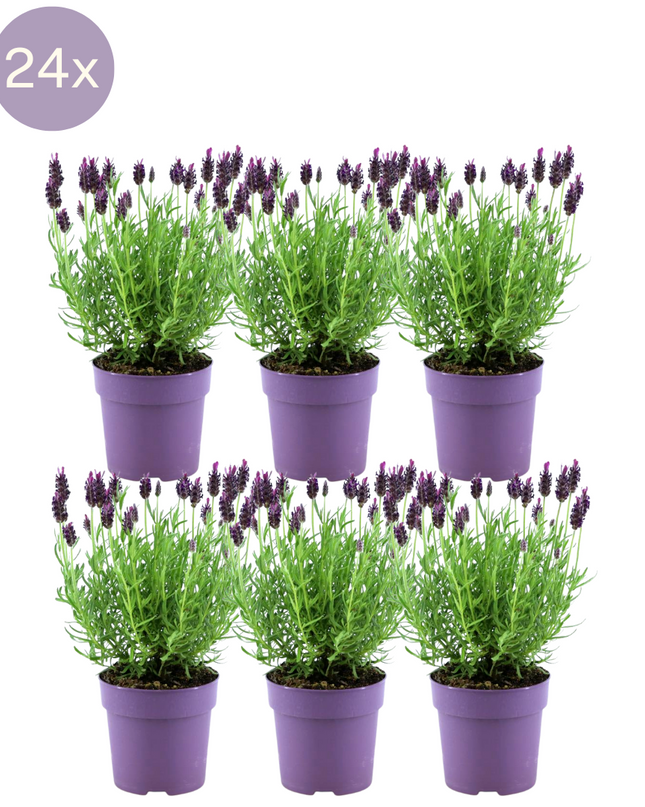 24 x Lavandula stoechas Anouk® - Ø12 cm - ↕25 cm