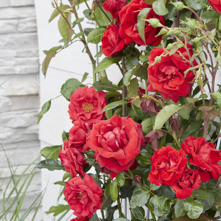 Rosa Crazy in love 'Red' - Rode Roos - Ø15cm - ↕65cm