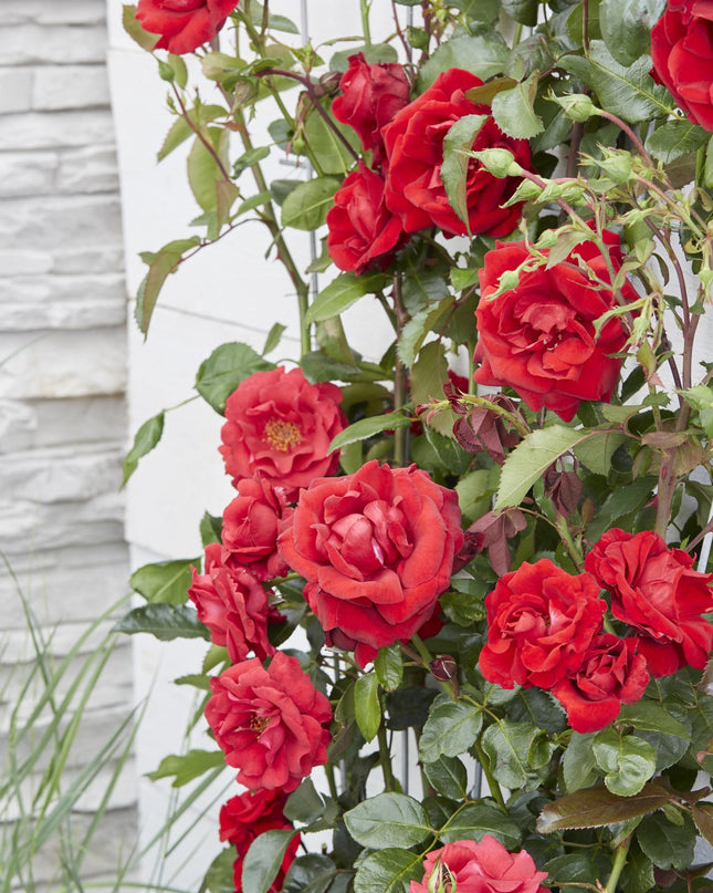 Rosa Crazy in love 'Red' - Rode Roos - Ø15cm - ↕65cm