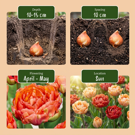 96x Tulipa Gudoshnik Double - Tulipano doppio Gudoshnik - Vari - Fioritura primaverile - Calibro del bulbo 11/12
