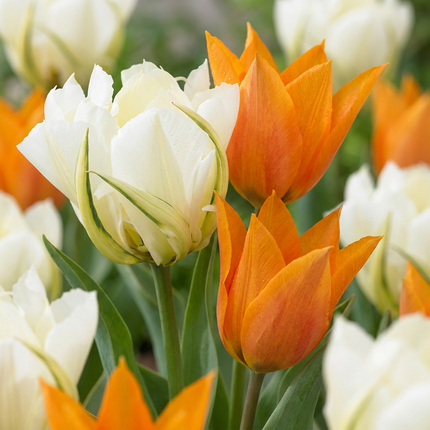 120x Tulipa Sunbath – Tulpe Sunbath – Gelb und Weiß – Frühjahrsblüher – Zwiebelgröße 11/12