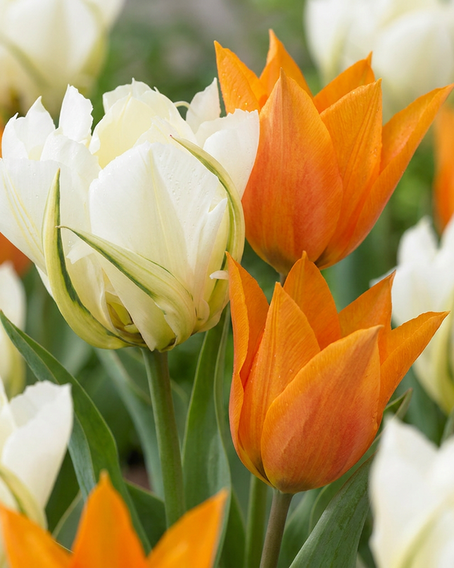 120x Tulipa Sunbath – Tulpe Sunbath – Gelb und Weiß – Frühjahrsblüher – Zwiebelgröße 11/12