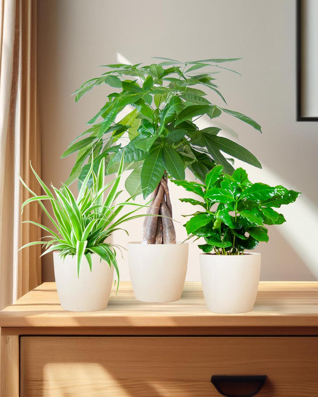 Diervriendelijke Plantenbox - incl. sierpot Viber Wit - Ø12