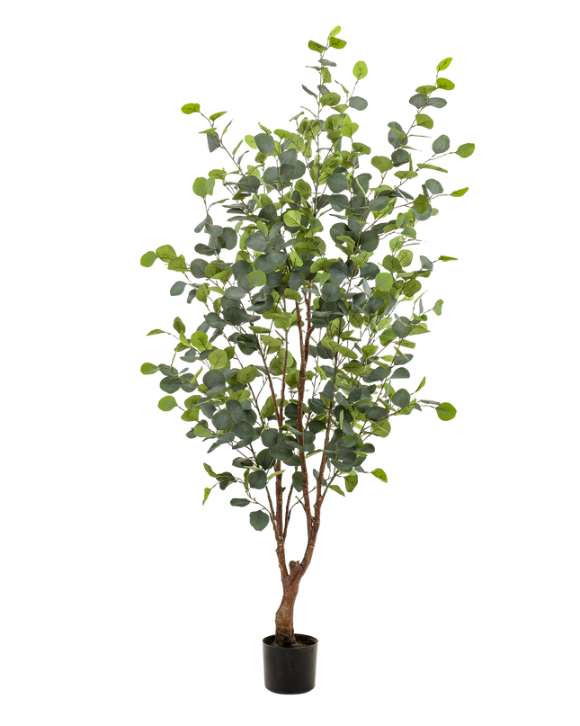 Kunstplant - Eucalyptus - Blauwe Gomboom  - ↕ 140 cm