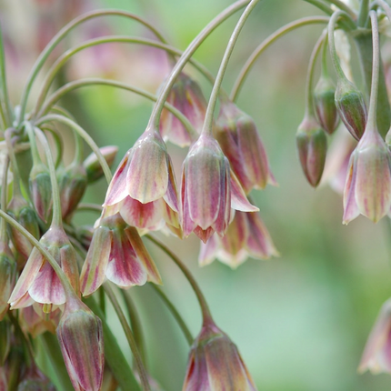 60x Allium Siculum - Sicilian honey garlic - Red - Summer bloomer - Bulb size 8/10