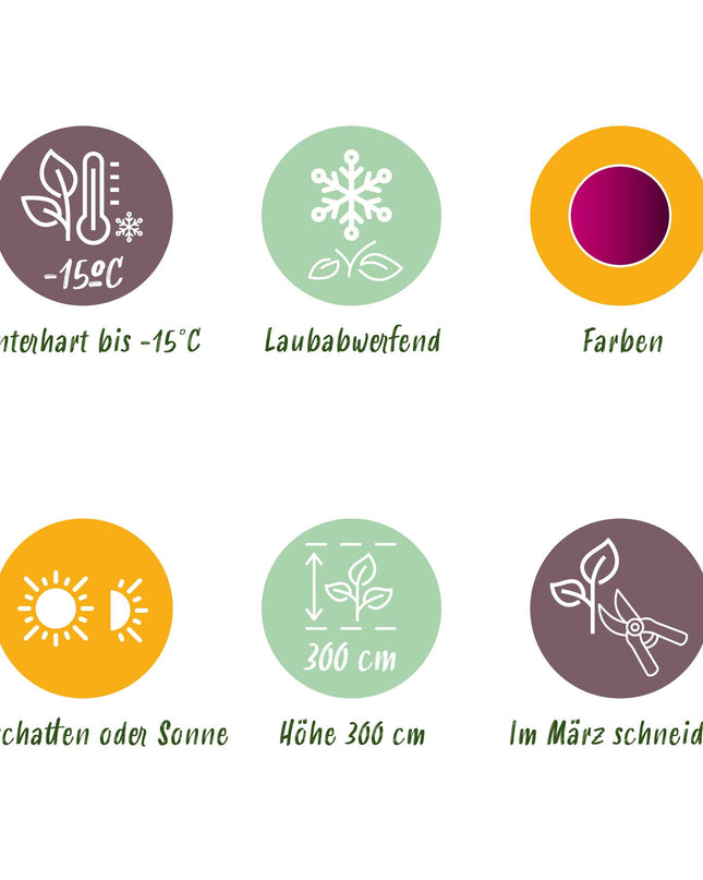 Acero giapponese - Acer palmatum Atropurpureum - Viola - 2 pezzi - Vaso 19cm Altezza 70cm