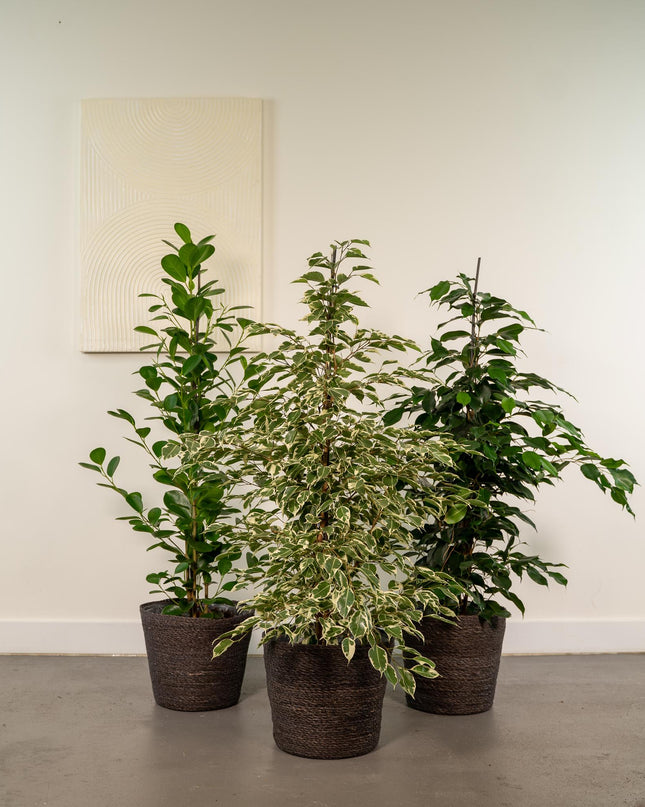 Ficus Benjamina Danielle - Ø21cm - ↕95cm + Ficus Benjamina Twilight - Ø21cm - ↕95cm + Ficus Microcarpa Moclame - Ø21cm - ↕95cm - 3 planten