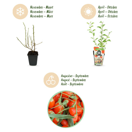 Goijbes Obstpflanzen - 6 Pflanzen - Bocksdorn - Winterhart - Topf 9 cm - Orange - Rote Frucht