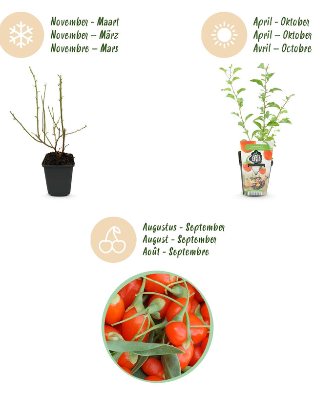 Goji Berry Fruit Plants - 6 plants - Lycium Barbarum - Hardy in Winter - Pot 9 cm - Orange - Red Fruit
