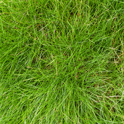 48x Festuca gautieri - ↕10-25cm - Ø9cm