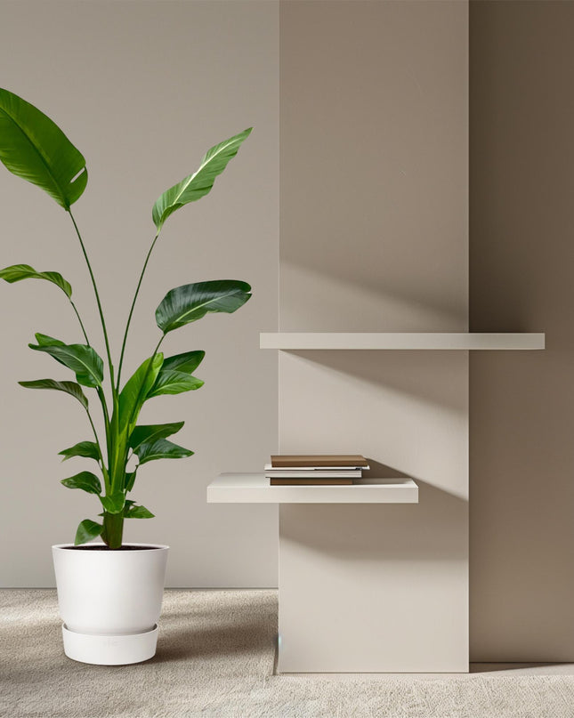 Strelitzia Nicolai - 170 cm - ⌀24