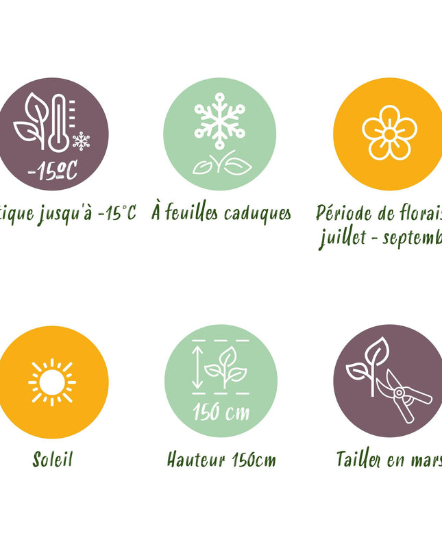 Hibiscus syriacus Tricolour  - Terras Plant - Bladverliezend - Winterhard - Witte, Roze, Paarse Bloem - Pot 19cm Hoogte 90cm