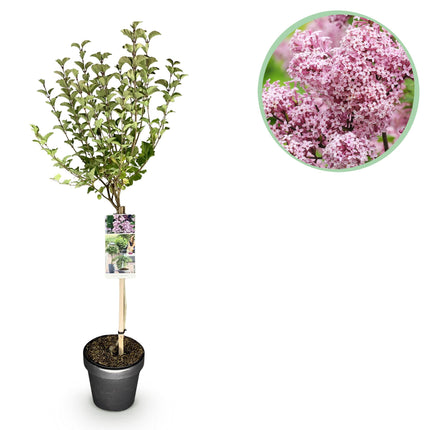 Syringa meyeri Palibin - Caducifolio - Resistente al invierno - Flor morada - Maceta 19 cm Altura 90 cm